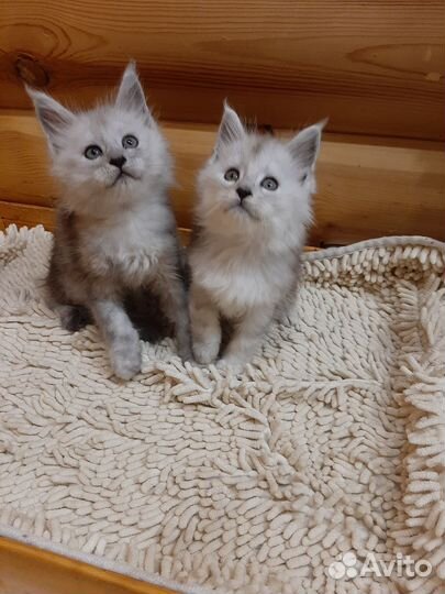 Шикарные котята Мейн-кун с документами