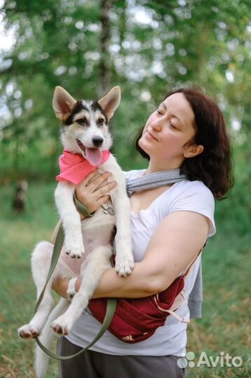 Собака в добрые руки щенок из приюта