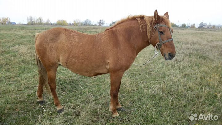 Лошадь кобыла