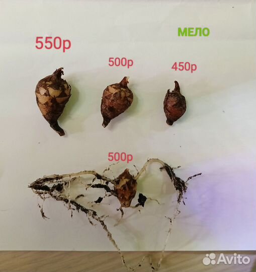 Алоказия Мело,Небула, Одора