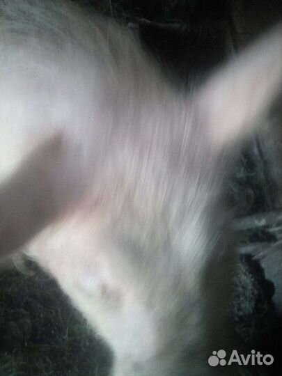 Хряк на племя