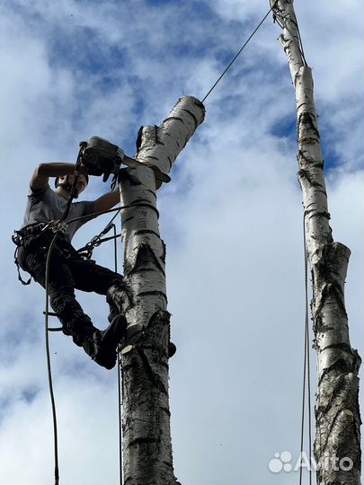 Спил деревьев, расчистка участка, арбористика