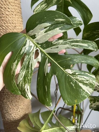 Монстера вариегатная альба