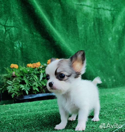 Супер мини чихуахуа