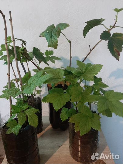 Черная смородина саженцы