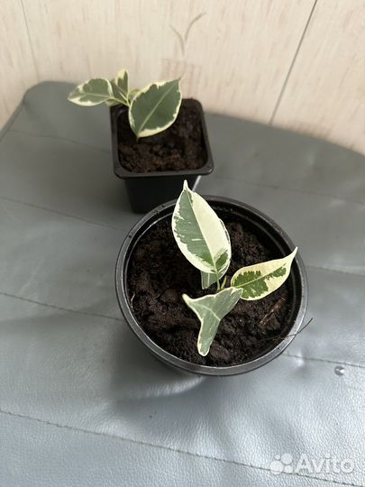 Фикус бенджамина пестролистный и зеленый