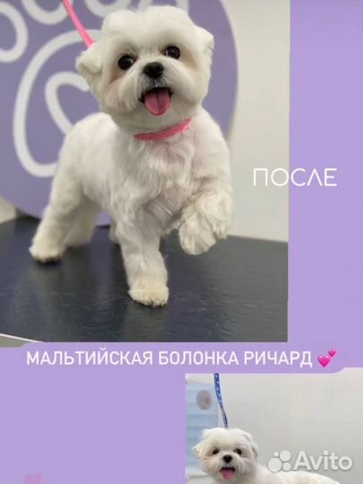 Стрижка собаки бесплатно