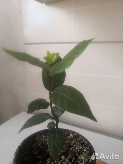 Саженцы лаврового листа