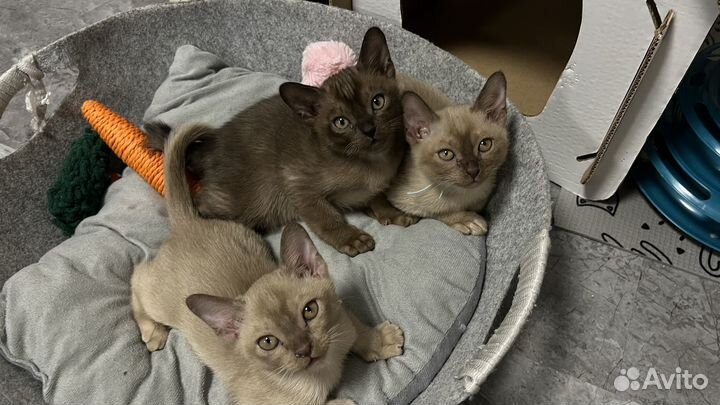 Бурманские котята с документами