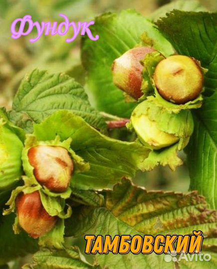 Саженцы орехов