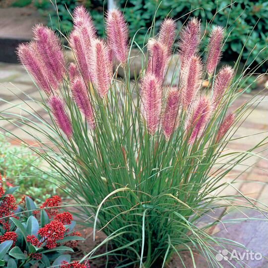 Злаки Маудри, Ред Хет, Компрессум, Литтл Банни