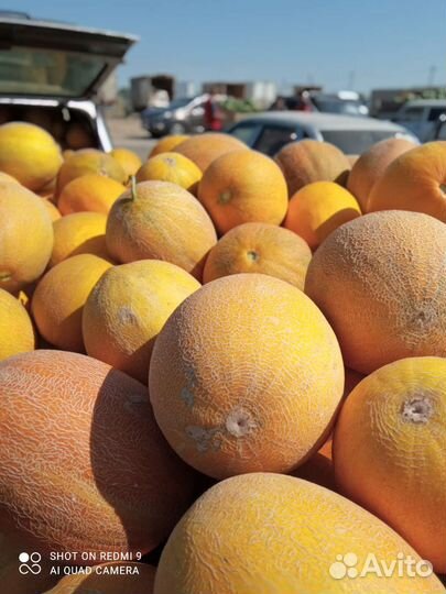 Дыни с поля