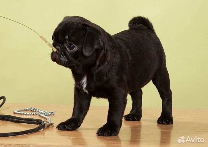 Щенок мопса (девочка)