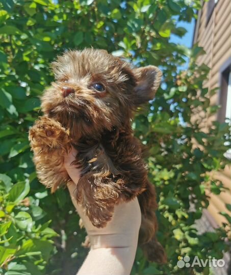 Любовь Счастье и Радость