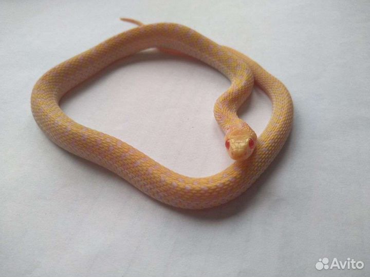 Подвязочный уж альбинос