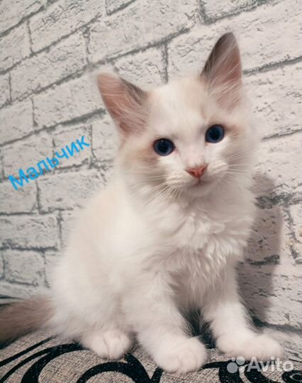 Котята рэгдолл