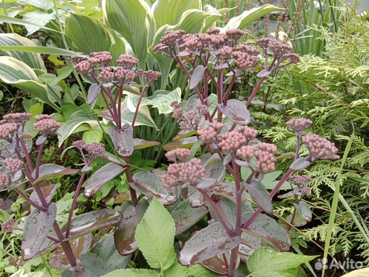 Седум (очиток)