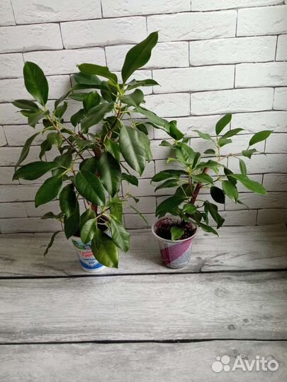 Фикусы 4
