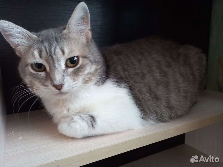 Кошка стерилизованная