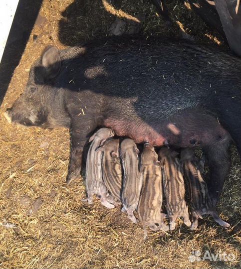 Поросята кармалы