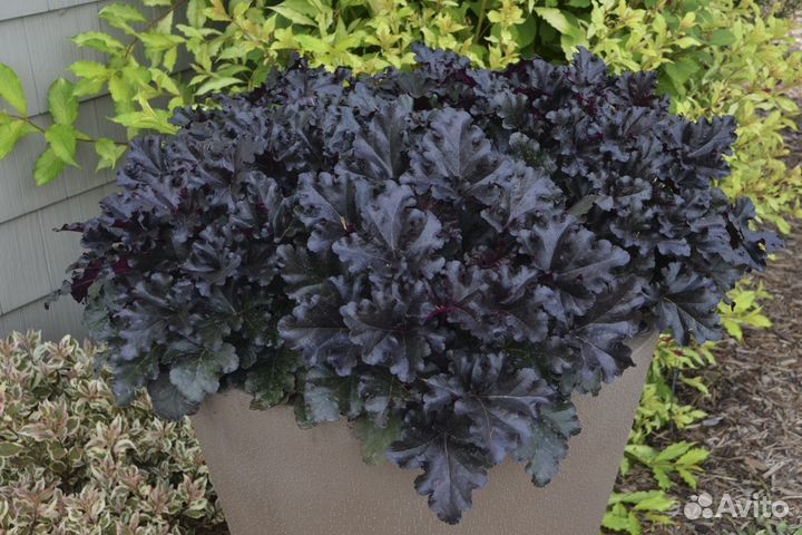 Гейхера Black pearl Чёрная жемчужина