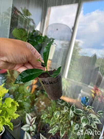 Лимон вариегатный, Лиметто Россо, Рангпур