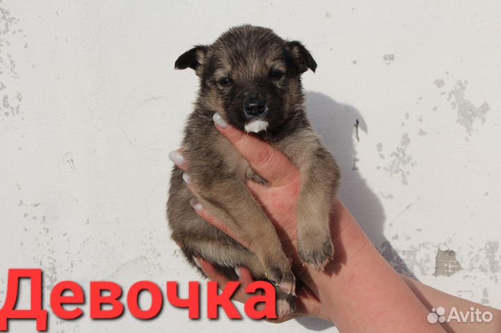 Щеночки в добрые руки