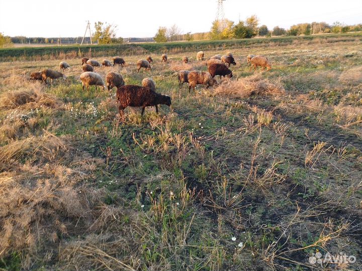 Продам овец