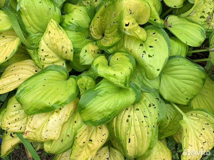 Хосты с белыми цветами для солнца