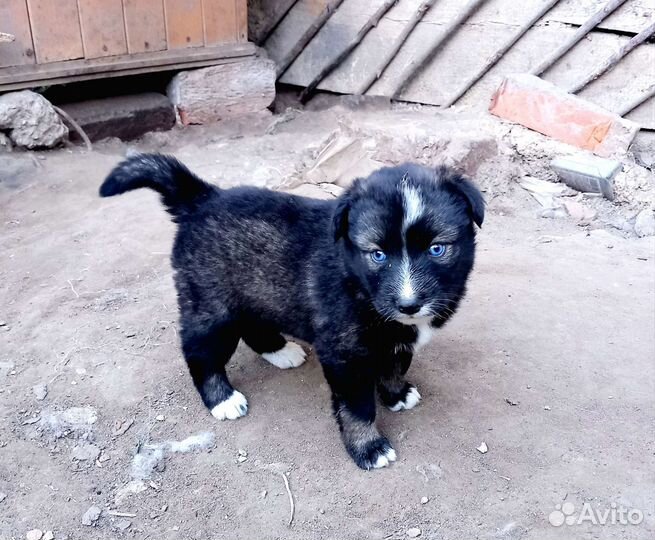 Щенки сибирской хаски