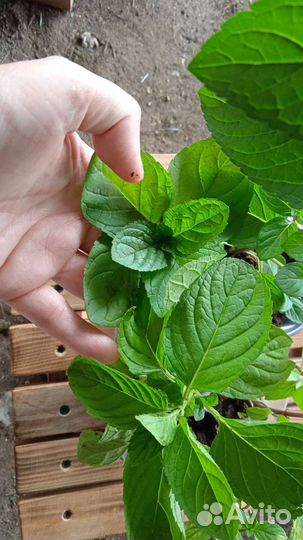 Мята сортовая