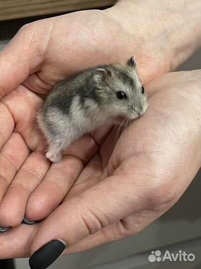 Хомяки джунгарики