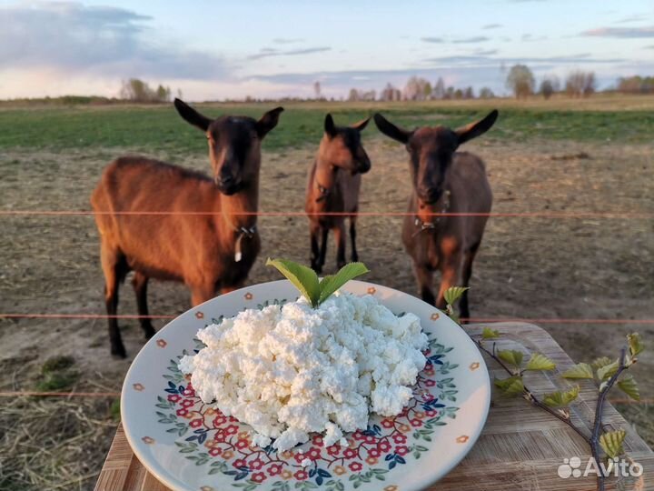 Козье молоко и продукция из козьего молока