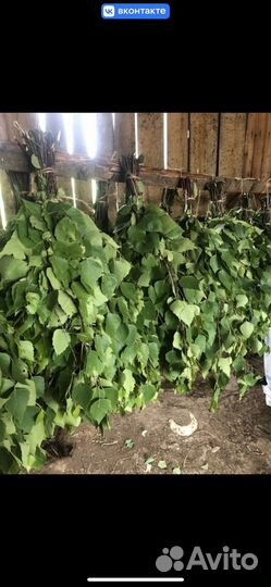 Продаю веники березовые