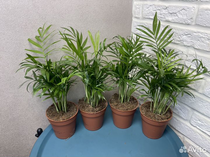 Пальма хамедорея комнатные цветы