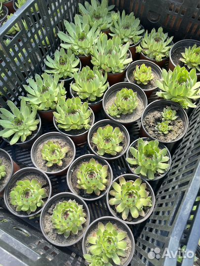 Молодило каменная роза