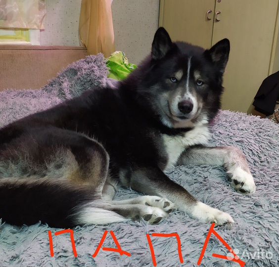 Щенки сибирской хаски девочка