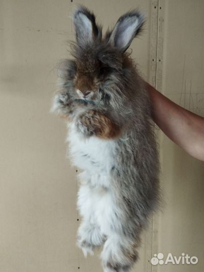 Пух кролика