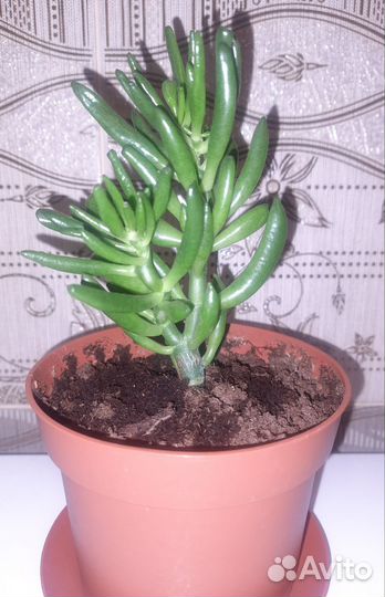 Крассула хоббит