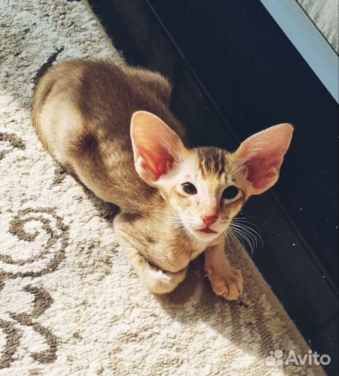 Восточные красавцы