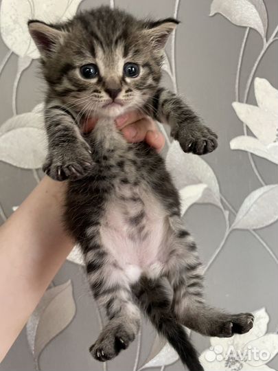 Котенок девочка в добрые руки