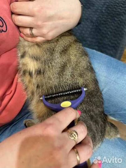 Набор Расческа и Когтерезка для кошек и собак