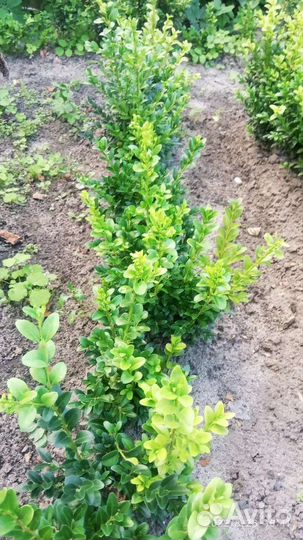 Саженцы самшита и туи в грунте