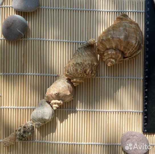 Морские ракушки