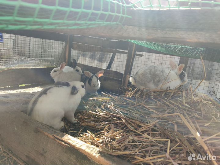 Кролики