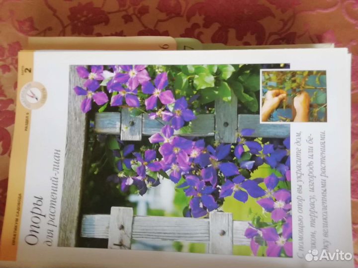 Сад моей мечты