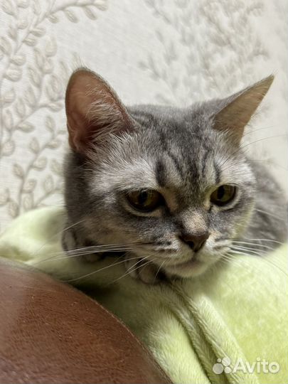 Потерялась кошка