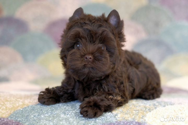 Шоколадный йорк, мальчик