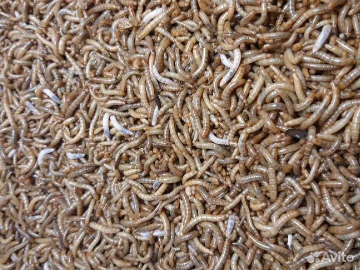 Мучной червь (мучник)