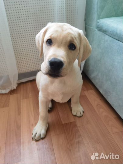 Лабрадор (полевой ) 3 месяца